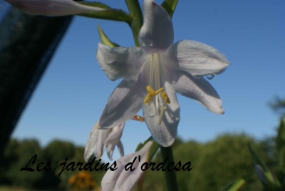 Hosta guacamole